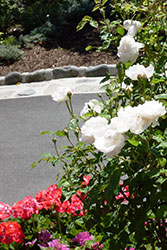 Melrose House Garden